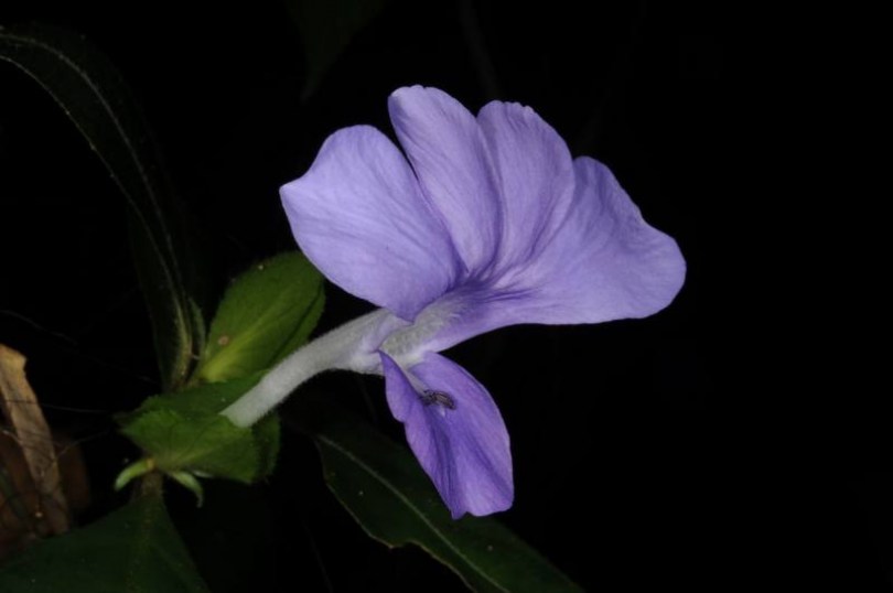 Sülvirág, Barleria strigosa, virág